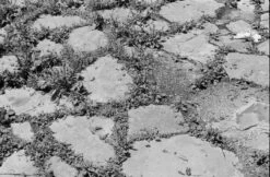 Canon® Canon AE-1 35mm SLR W/ Canon FD 50mm F1.4 S.S.C. Lens + Original Manual (serial 291207)(Canon Ae 1 35mm Slr W Canon Fd Ssc 50mm F1 4 Lens Original Manual Serial 291207) -Vintage Camera Store canonAE1 kentmere400 filmtest20240904 2353