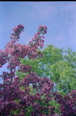 Canon® Canon Sure Shot Tele Max 35mm Film Camera W/ Case (serial 6759851) | Film🎞tested(Canon Sure Shot Tele Max 35mm Film Camera W Case Serial 6759851) -Vintage Camera Store canon sure shot tele max 35mm film pns camera serial 6759851 20241206 11