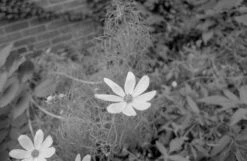 Canon® Canon T70 35mm SLR With FD 28mm F2.8 Lens (serial 1989948) | Film🎞tested(Canon T70 35mm Slr With Fd 28mm F2 8 Lens Serial 1989948 Film🎞tested) -Vintage Camera Store canon t70 35mm slr camera serial 198994820250117 4