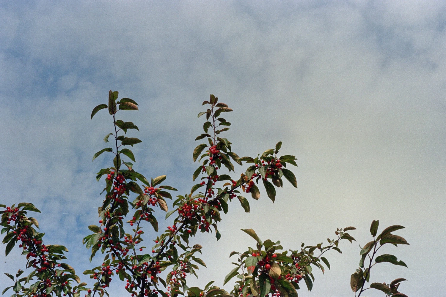 Minolta Hi-Matic 11 35mm Rangefinder Camera W/ 'ever-ready' Case(Minolta Hi Matic 11 35mm Rangefinder Camera W Ever Ready Case) 10 Minolta Hi-Matic 11 35mm Rangefinder Camera W/ 'ever-ready' Case(Minolta Hi Matic 11 35mm Rangefinder Camera W Ever Ready Case) - Image 10