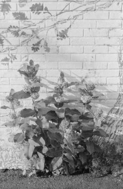 Konica FS-1 35mm Film SLR Camera W/Hexanon AR 50mm F1.7 Lens (serial 423763) | Film🎞tested(Konica Fs 1 35mm Film Slr Camera W Hexanon Ar 50mm F1 7 Lens Serial 423763 Film🎞tested) -Vintage Camera Store konica FS 1 35mm Film slr W hexanon50mmF17lens serial 423763 20240723 1846