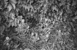 Minolta Hi-Matic AF2 35mm Camera W/ Case (serial 2897257) | Film🎞tested(Minolta Hi Matic Af2 35mm Camera W Case Serial 2897257) 24 Minolta Hi-Matic AF2 35mm Camera W/ Case (serial 2897257) | Film🎞tested(Minolta Hi Matic Af2 35mm Camera W Case Serial 2897257) -Vintage Camera Store minolta hi matic AF2 35mm pns film camera serial 2897257 20240710 1686