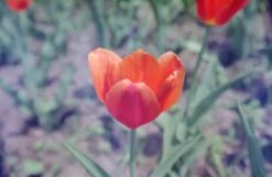 Nikon N2000 35mm Film SLR W/ Nikkor 50mm F1.8 Lens + Case (serial 2926038) | Film🎞tested(Nikon N2000 35mm Film Slr W Nikkor 50mm F1 8 Lens Serial 2926038 Film🎞tested) -Vintage Camera Store nikon N2000 35mm film slr camera serial 2926038 20241229 29