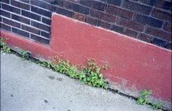 Olympus Trip 35 35mm Camera (serial 3023805)(Olympus Trip 35 35mm Camera Serial 3023805) -Vintage Camera Store olympus trip 35 35mm compact film camera Serial 3023805 202308185047