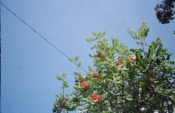 Ricoh FF-9D Compact 35mm Film Camera W/ Case (serial 38192708)(Ricoh Ff 9d Compact 35mm Film Camera Serial 38192708) -Vintage Camera Store ricoh FF 9D 35mm point and shoot film Camera film tested serial 38192708 202310305677