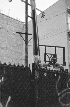 Yashica MF-1 35mm Viewfinder Camera W/ Ever-ready Case (serial 5295469)(Yashica Mf 1 35mm Viewfinder Camera W Ever Ready Case Serial 5295469) -Vintage Camera Store yashica MF 1 35mm film viewfinder camera serial 5295469 20240720 1802